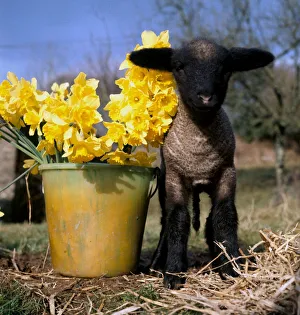 Young lamb among daffodils at the start of Spring March 1970 Young lamb among daffodils at the start of Spring March 1970