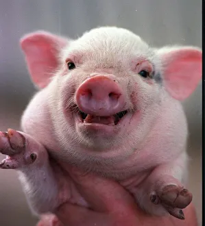 A young pot-bellied pig born at Glasgow Zoo on the day of the Scotland Norway World Cup A young pot-bellied pig born at Glasgow Zoo on the day of the Scotland Norway World Cup