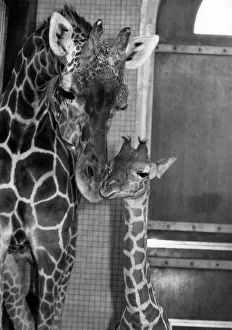 Zara and mother giraffe Virginia. June 1984 P011756 Zara and mother giraffe Virginia. June 1984 P011756