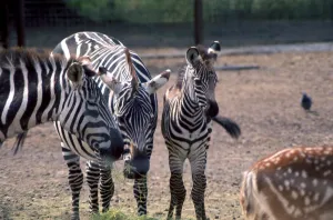 A Zebra family at Chester Zoo eating grass October 1977 A Zebra family at Chester Zoo eating grass October 1977