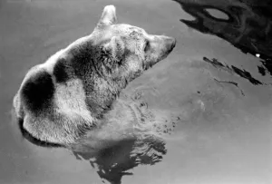 Zoo Animals. Brown Bear takes a dip in the pool at London Zoo Zoo Animals. Brown Bear takes a dip in the pool at London Zoo