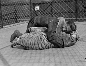 A Zoo keeper plays on the ground with a Tiger at London Zoo circa 1935 A Zoo keeper plays on the ground with a Tiger at London Zoo circa 1935