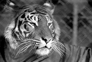 Zoo: Tigers and Cubs. February 1975 75-01170-007 Zoo: Tigers and Cubs. February 1975 75-01170-007