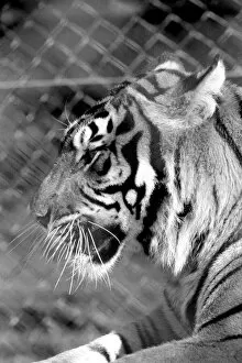 Images Dated 28th February 1975: Zoo: Tigers and Cubs. February 1975 75-01170-008