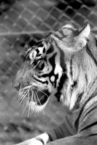 Zoo: Tigers and Cubs. February 1975 75-01170-008 Zoo: Tigers and Cubs. February 1975 75-01170-008