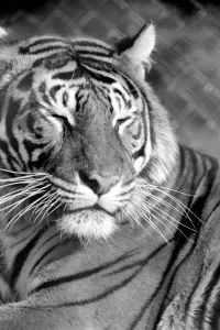 Zoo: Tigers and Cubs. February 1975 75-01170-009 Zoo: Tigers and Cubs. February 1975 75-01170-009