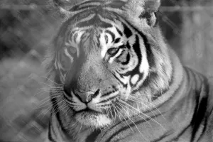 Zoo: Tigers and Cubs. February 1975 75-01170-010 Zoo: Tigers and Cubs. February 1975 75-01170-010