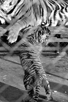 Images Dated 28th February 1975: Zoo: Tigers and Cubs. February 1975 75-01170-011