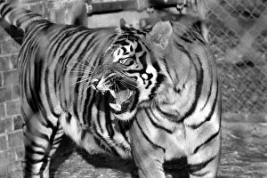 Images Dated 28th February 1975: Zoo: Tigers and Cubs. February 1975 75-01170-012