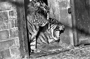 Images Dated 28th February 1975: Zoo: Tigers and Cubs. February 1975 75-01170-013