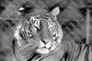 Zoo: Tigers and Cubs. February 1975 75-01170-014 Zoo: Tigers and Cubs. February 1975 75-01170-014