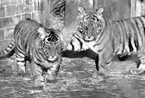 Zoo: Tigers and Cubs. February 1975 75-01170-015 Zoo: Tigers and Cubs. February 1975 75-01170-015
