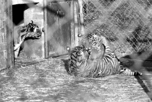 Zoo: Tigers and Cubs. February 1975 75-01170-016 Zoo: Tigers and Cubs. February 1975 75-01170-016