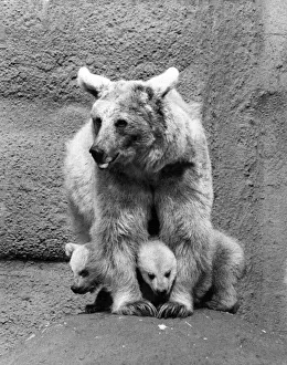 Zookie the bear seen here with here cubs at London Zoo. April 1974 P007527 Zookie the bear seen here with here cubs at London Zoo. April 1974 P007527