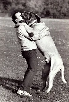 Zorba the mastiff jumps up onto his master Chris Eraclies in Muswell Hill Zorba the mastiff jumps up onto his master Chris Eraclies in Muswell Hill
