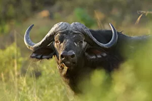 Namibia Collection: Buffalo