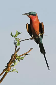 Namibia Collection: Carmine Bee-eater