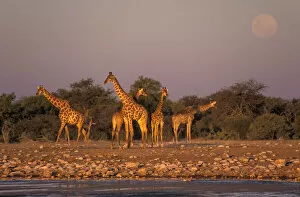 Namibia Collection: Giraffes