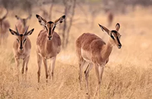 Namibia Collection: Impala