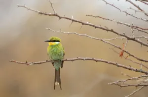 Little Bee-eater Print, Etosha National Park, Namibia