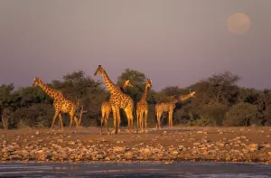 Giraffe Print, Etosha National Park, Namibia