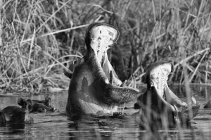 Hippopotamus Print, Kwando River, Namibia
