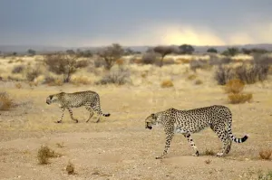 Namibia Cheetah Print
