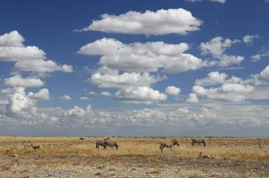 Namibia Zebra Print