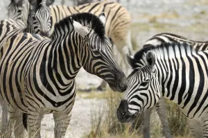 Namibia Zebra Print