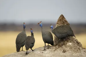 Namibia Helmeted Guineafowl Print on Termite Mound