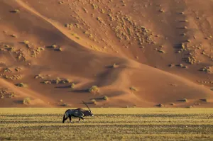 Namibia Gemsbok Print