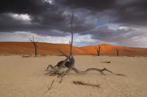 Sossusvlei Dead Vlei Print