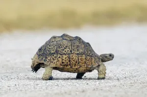 African Spurred Tortoise Print, Etosha National Park, Namibia