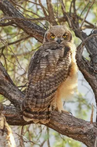 Wolwedans Spotted Eagle Owl Print