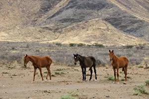 Namibia Collection: Wild Horses