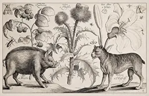 Framed Print : 1663 Etching Print of a Boar Framed Print : 1663 Etching Print of a Boar