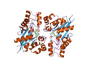 85 PDB 1nup Print of a Protein Structure Model