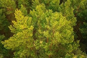 Russia Collection: Aerial View Of Green Pine Coniferous Forest In Spring. Top View From Attitude