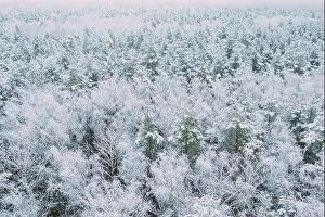 Russia Collection: Aerial view of snow pine coniferous forest in landscape in winter. Top view from attitude