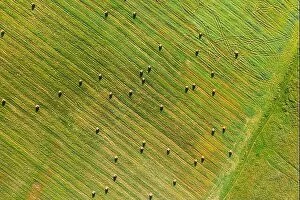 Images Dated 26th August 2019: Aerial View of Summer Field Landscape With With Dry Hay Bales During Harvest