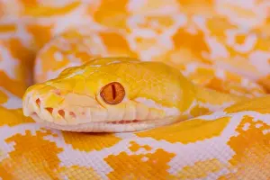 Framed Print : Albino Reticulated Python Print