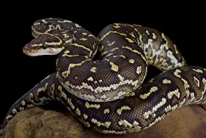 Angola Python Print