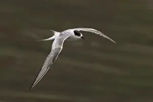 Arctic Tern Print - Mumbai Coast