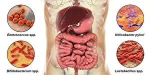 Bacteria in the Human Digestive System Print