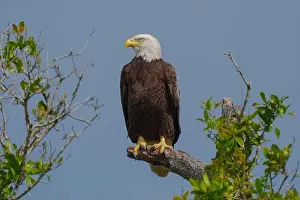 Bald Eagle Print - Perched Tree Branch Image