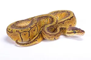 Ball python Print