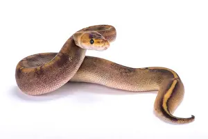 Ball Python Print - Popular Pet Snake Species