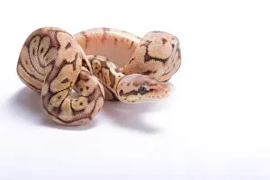 Ball python Print, Python regius