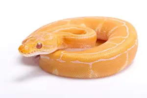 Albino Pinstripe Ball Python Print