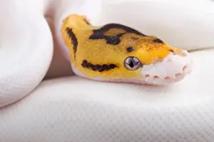 Piebald Ball python print
